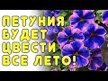 Всего одна добавка и петунии пышно цветут все лето!