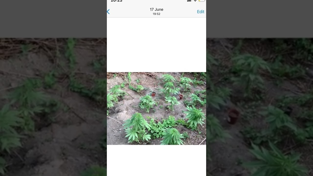 UK GUERILLA GROW 2022