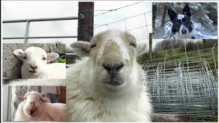 Animal FaceTime Call by Lee Walters 6,820 views 1 year ago 1 minute, 27 seconds