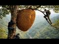 Climbing 100+ Meter Trees for Wild Honey – One Slip Means Death