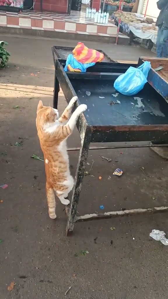 C magnifique vidéo chat nature