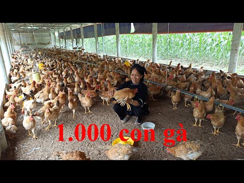 1.000 con gà, trang trại nuôi gà lớn nhất Quảng Hòa Cao Bằng.Trang trại gà Luri Farm ở Lũng Rì Tự Do | Foci