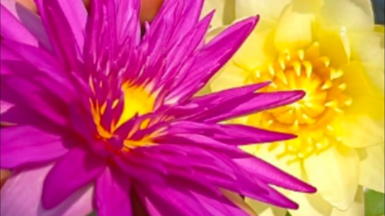 Water Lilies Are Available For Sale Ll How To Plant Water Lily Tuber water-lilies-are-available-for-sale-ll-how-to-plant-water-lily-tuber