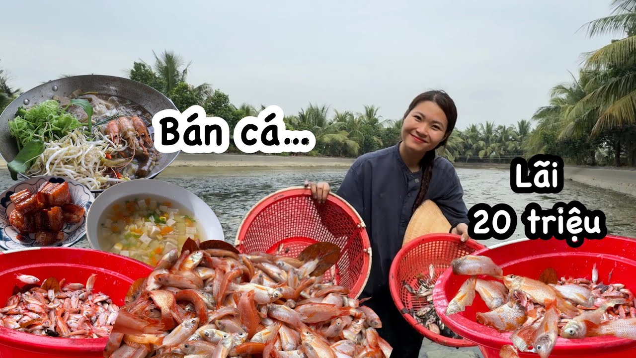 Cuộc sống vùng quê: CHA TRÚNG VỤ CÁ ĐIÊU HỒNG lời 20 triệu, vất vả cân bán 3 lần nhưng rất vui