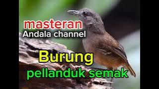 Suara panggilan burung pelanduk semak #kicaumania