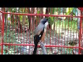 Cendet Gacor Gak Karuan Bikin Cendet Lawan Gacor Ngajak Narung Seketika Juga Mp3 - Mp4 Download