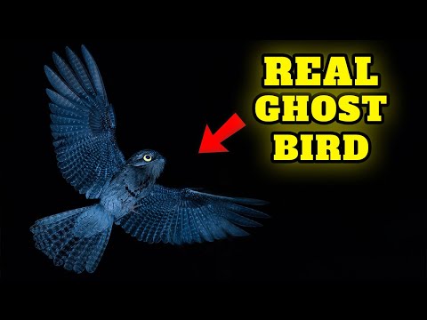 Top 9 most insane facts about Potoo Bird that will blow your mind