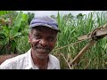 DISCOVERED! 18th Century SUGAR Production ALIVE In Rural Jamaica  | Sugar Cane Farming In Jamaica