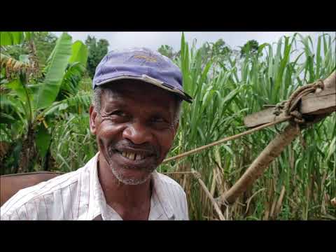 Video: Hoeveel is 'n ton staal in Jamaika?