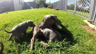 Blue Staffy Mum & Pups