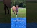 Don't miss these funny horses, who wants? 🐴🤣 #horse #animals #funny #farm