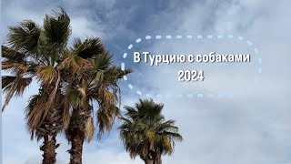 В Турцию с собаками из Петербурга 2024, документы и анализы