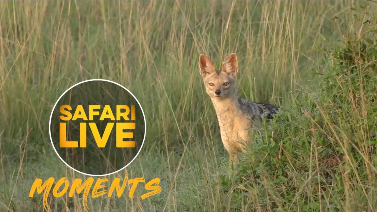 Jackal Gets a Fright - YouTube