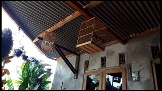 BURUNG KUTILANG VS KUTUT