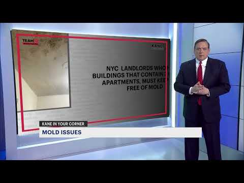 Video: Waar komt de mol vandaan in een appartement of huis?