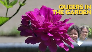 Queers in the garden || Late summer garden vlog