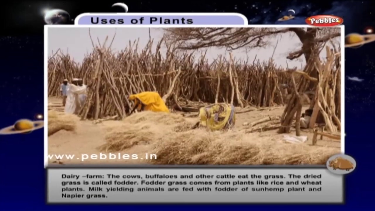 EVS Class 4 Plants and Animals Around us Green Plants Care