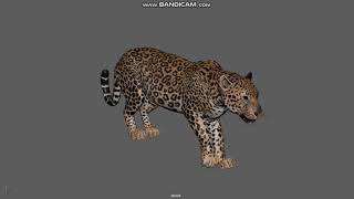 Leopard animation