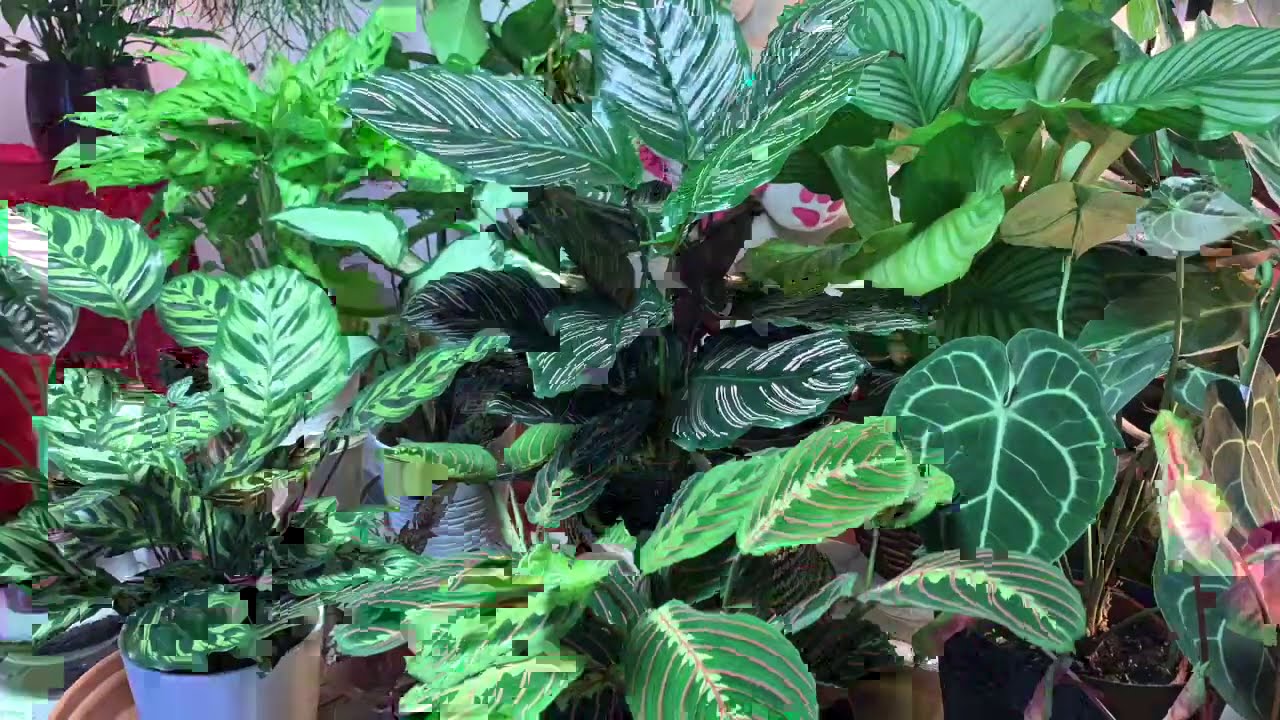 TIME LAPSED MY FAVORITE HOUSEPLANTS YouTube