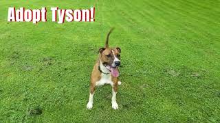 Adopt Tyson!