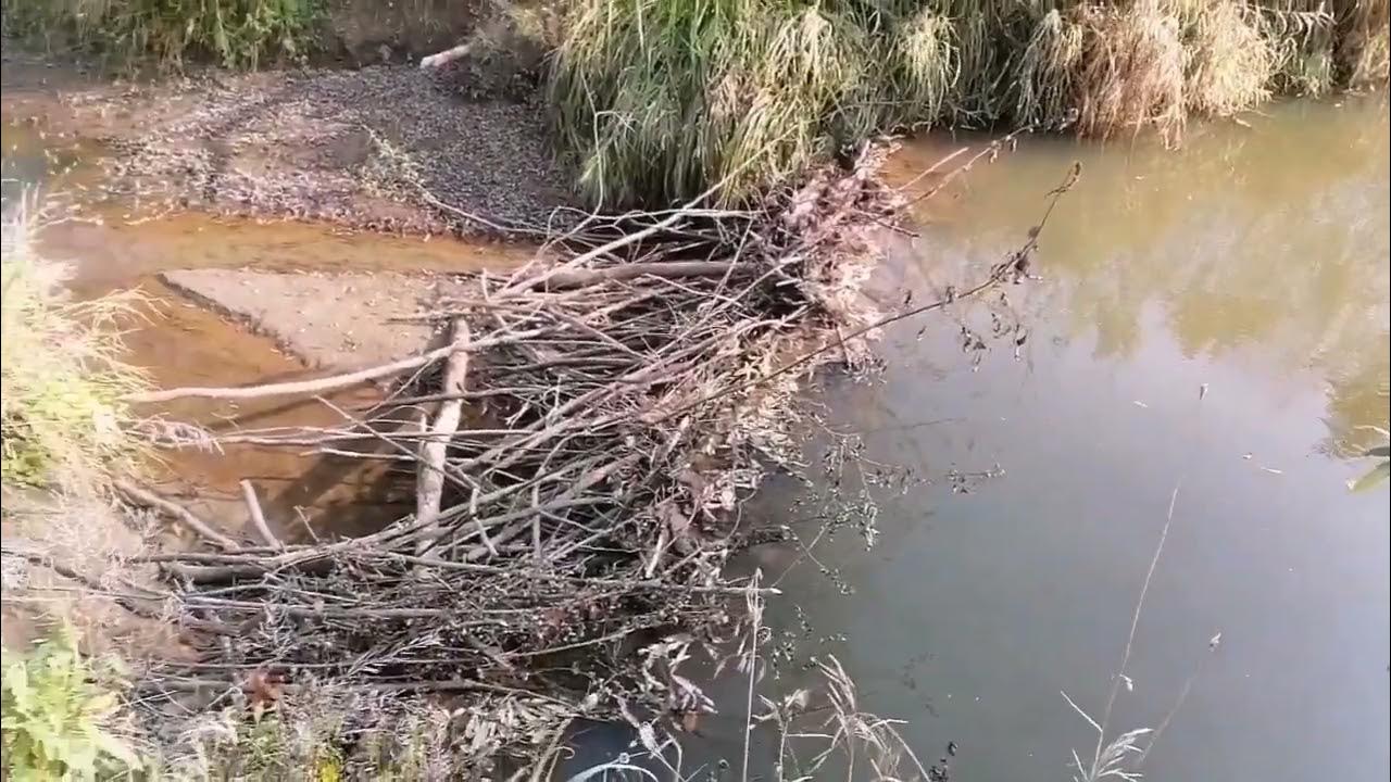Охота на бобра! Установка капканов, проверка. - YouTube