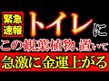 【※今すぐ確認して下さい⚠️】トイレに絶対置くべき最強の観葉植物10選✨ 置くだけで、恐ろしいほど急激に金運が上昇します。