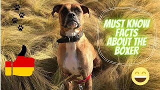 Getting To Know Your Dog's Breed: Boxer Edition by Athenas Pets 49 views 3 years ago 2 minutes, 35 seconds