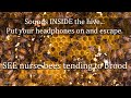 Sounds from inside the bee hive healthy honey bee sounds asmr the brood frame healthy resonance