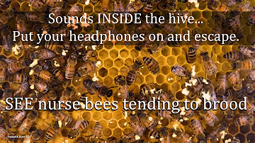 Sounds from Inside the Bee Hive, Healthy Honey Bee Sounds, ASMR, the brood frame, healthy resonance.