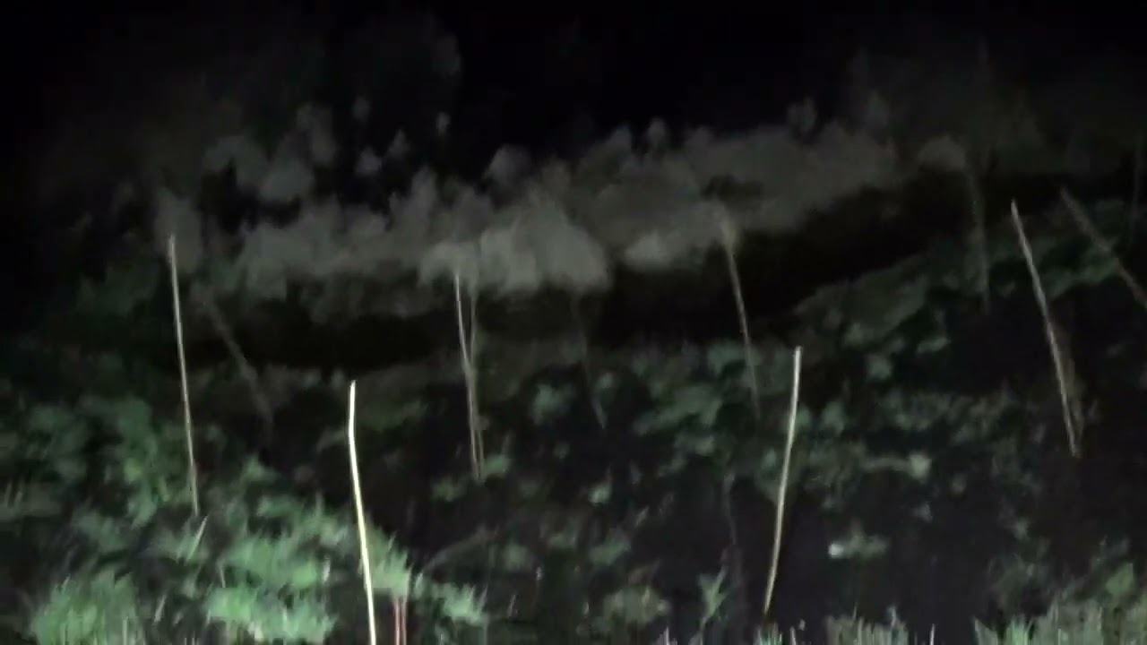 Pacific Chorus Frogs!