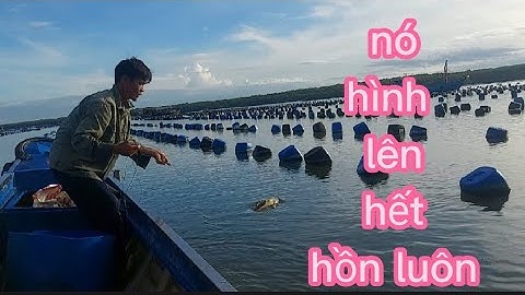 tiết tụt kéo câu giăn trong bè hào dính,cá dứa, cá ngát ,cá cháp( lê nghĩa cần giờ)