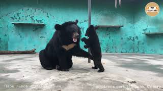 Игры медведей. Умка играет с мамой. Тайган. Bear's games. Taigan