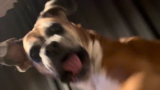 Boxer Dog Tantrum Turns To Violence !