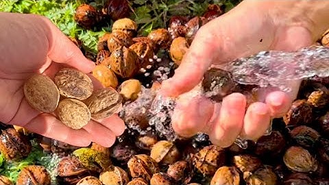 WHY MOST PEOPLE DON'T WASH WALNUTS: An astonishing discovery!