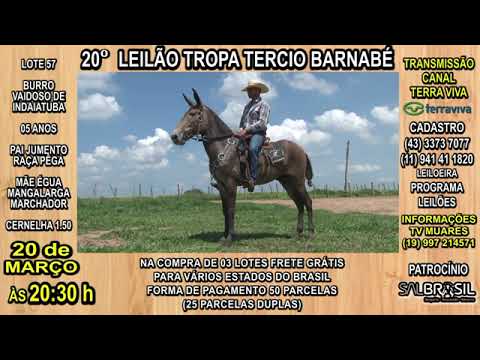 LOTE 57 - 20° LEILÃO TROPA TERCIO BARNABÉ