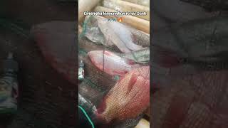 hasil akhir spot Cinangka ESSENTIAL SILONYENG #fishing #mancing #fyp