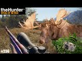 Thehunter cotw 236 la chasse est ouverte sur layton lake district  chasse 2023