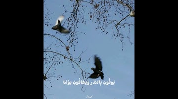 إِنَّ الْأَبْرَارَ يَشْرَبُونَ مِنْ كَأْسٍ كَانَ مِزَاجُهَا كَافُورًا- سورة الإنسان- الحصري