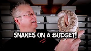 10 Tips for Saving Money with a Pet Snake!