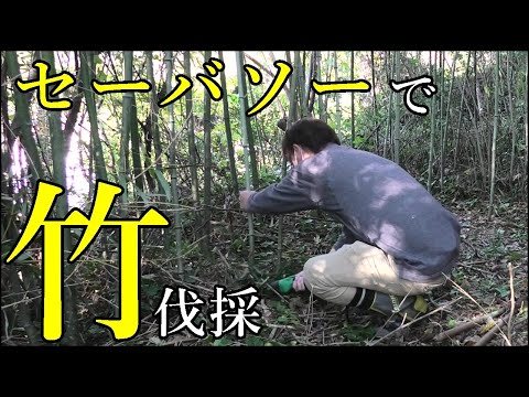 竹の伐採、承ります。 竹を駆除するための効果的な方法とは？プロへ依頼したときの費用も紹介