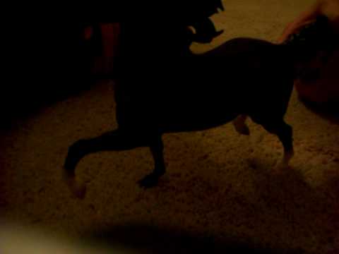 funny-breyer-horses-part-1