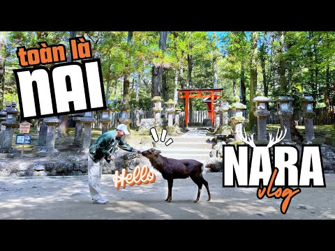 #2023 🇯🇵Du Lịch Nhật Bản #15 Kyoto Vlog 🦌 Một ngày ở NARA – Đi một bước chân gặp mười bé NAI