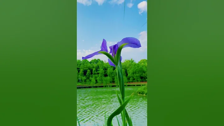 Amazing Beautiful Nature With  Relaxing Music, OMG Nature Video, OMG Relaxing Music - Flower #7