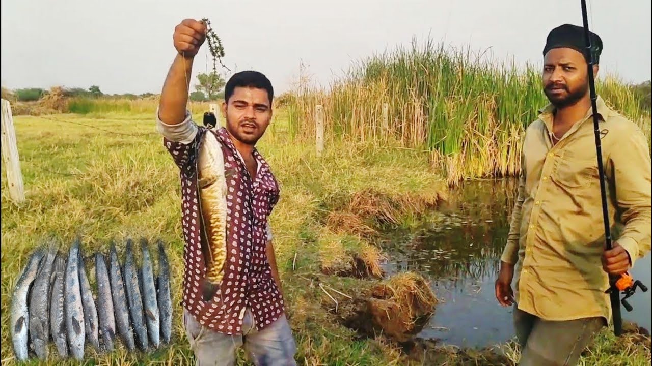 snakehead fishing in best | fishing videos |Altaf fishing video amazing ...