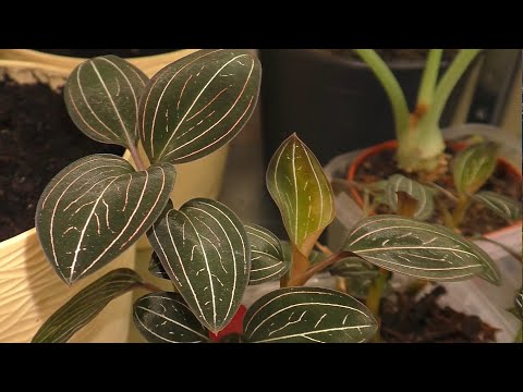 Видео: Ludisia Orchid Care - Советы по выращиванию драгоценных орхидей