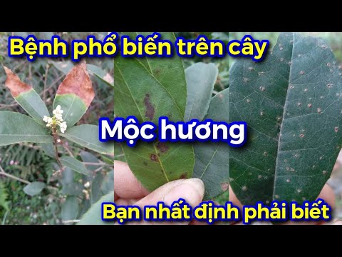 Video: Trị Bệnh Bằng Cây Mộc Qua - Nhận Biết Các Vấn Đề Thường Gặp Về Bệnh Mộc Qua