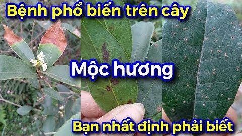 Những loại bệnh phổ biến trên cây mộc hương mà bạn chơi cần phải biết