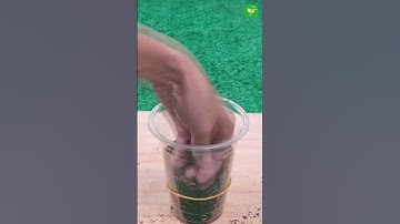 How to Grow Guava Tree from Cutting by Potato #shorts #omg #trending