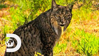 One Of The Most Elusive Animals On The Planet: The Iberian Lynx | Wildest Europe