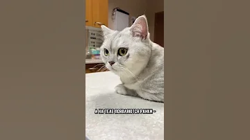 Как понять, есть ли у кошки блохи #кот #shorts